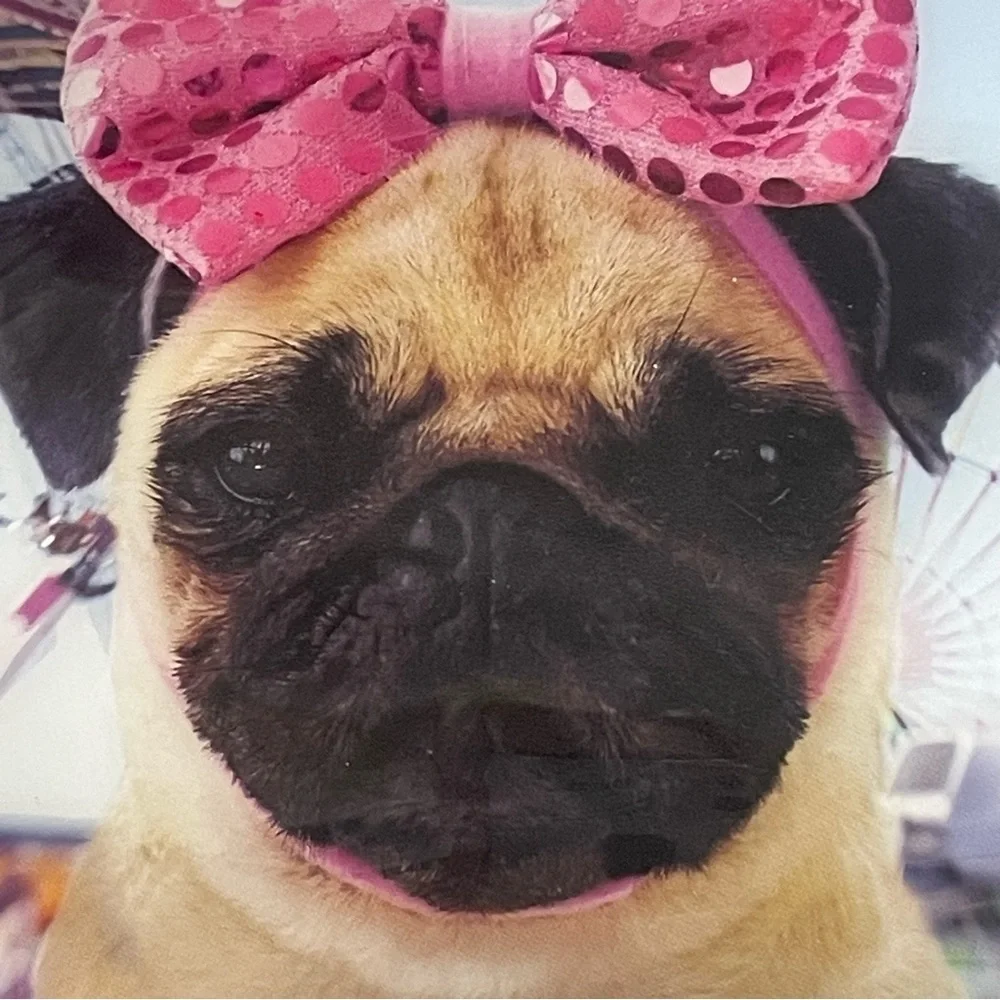 Catseye London Pug Dog Cosmetic Bag with Pink Bow. Zipper. Used. Vinyl.
